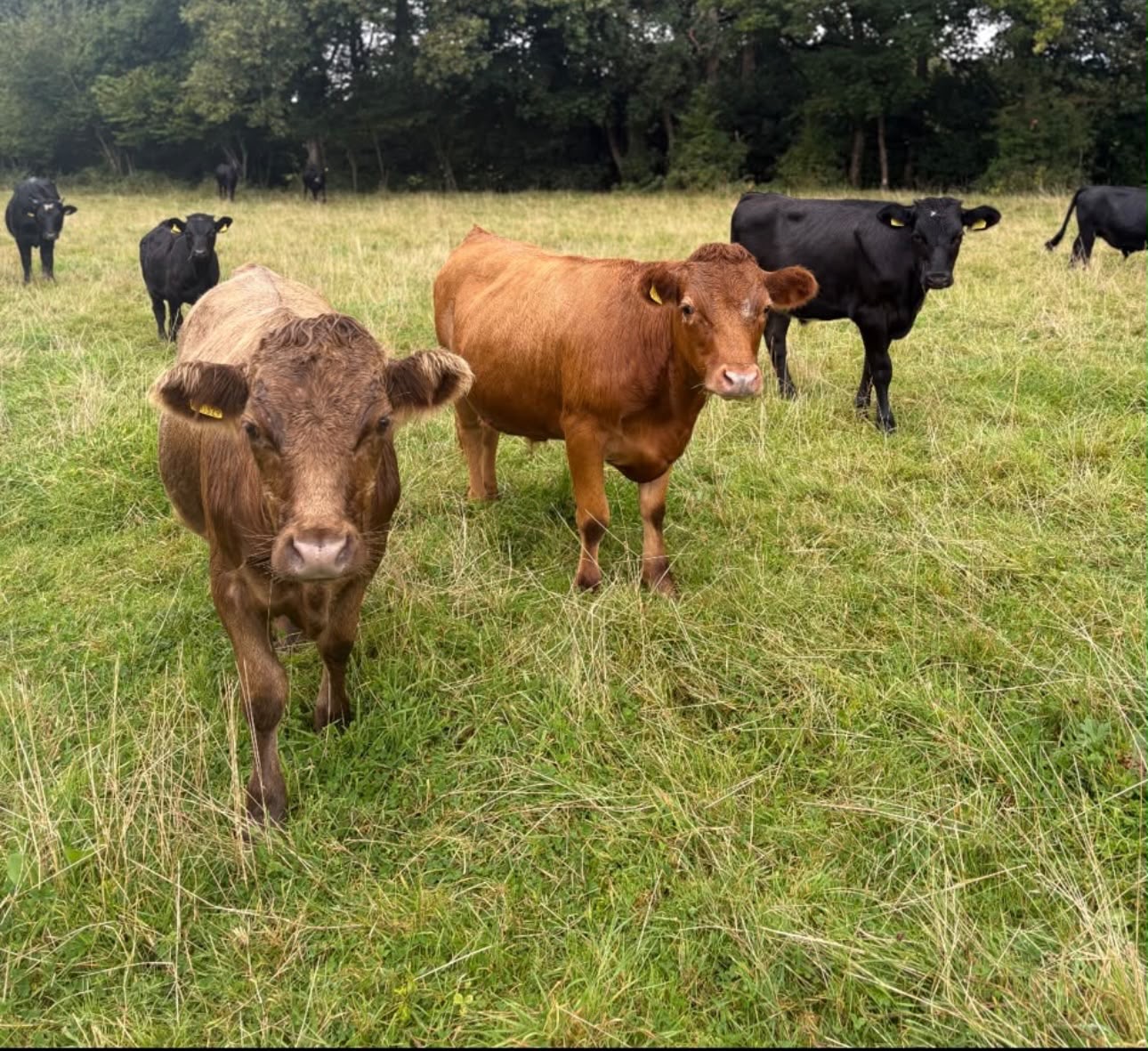 Dexter cows in the pasture at Pen-Y-Waun Farm