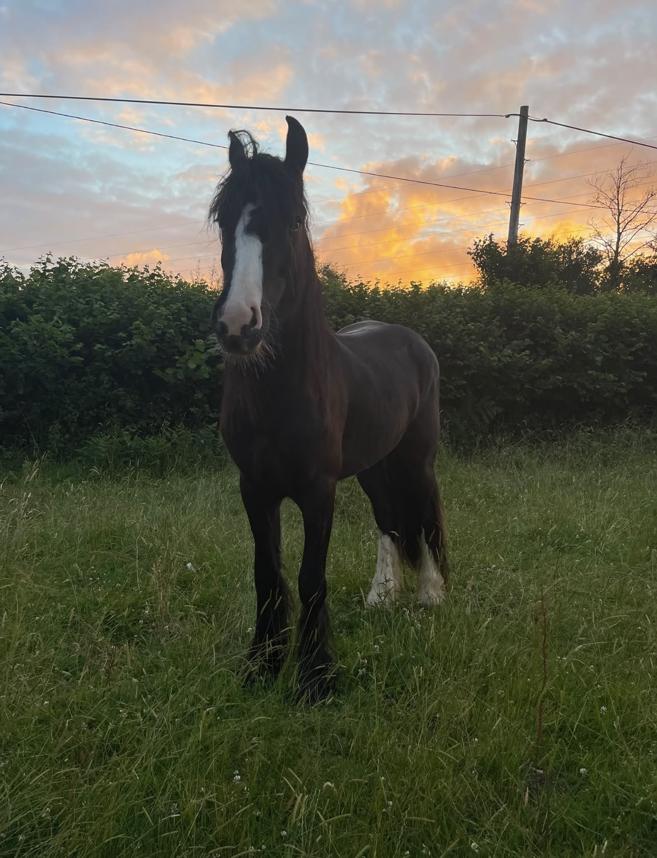 Esmeralda, the farm's working horse, at sunset