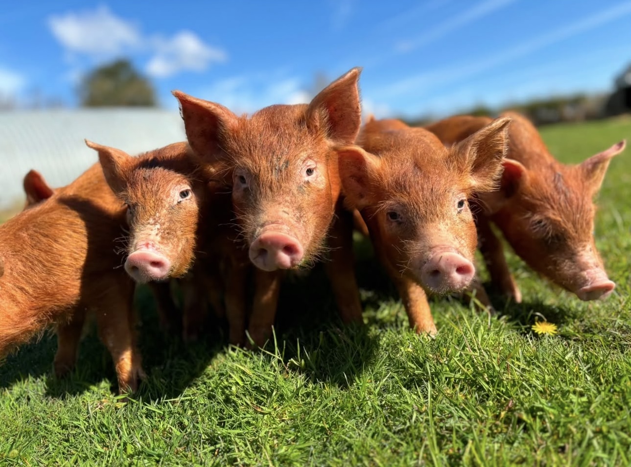 Tamworth pig