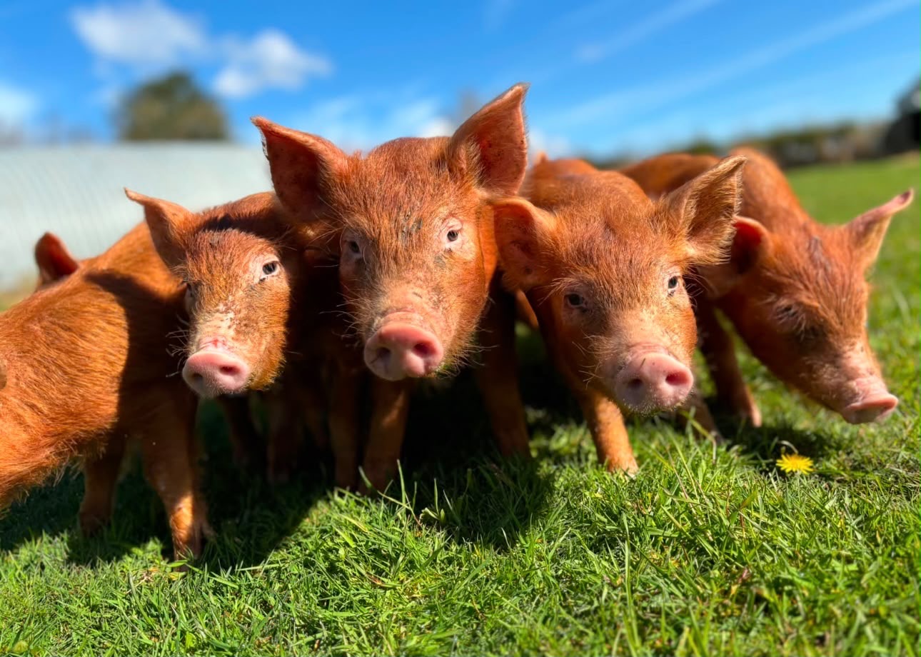 Tamworth Pork