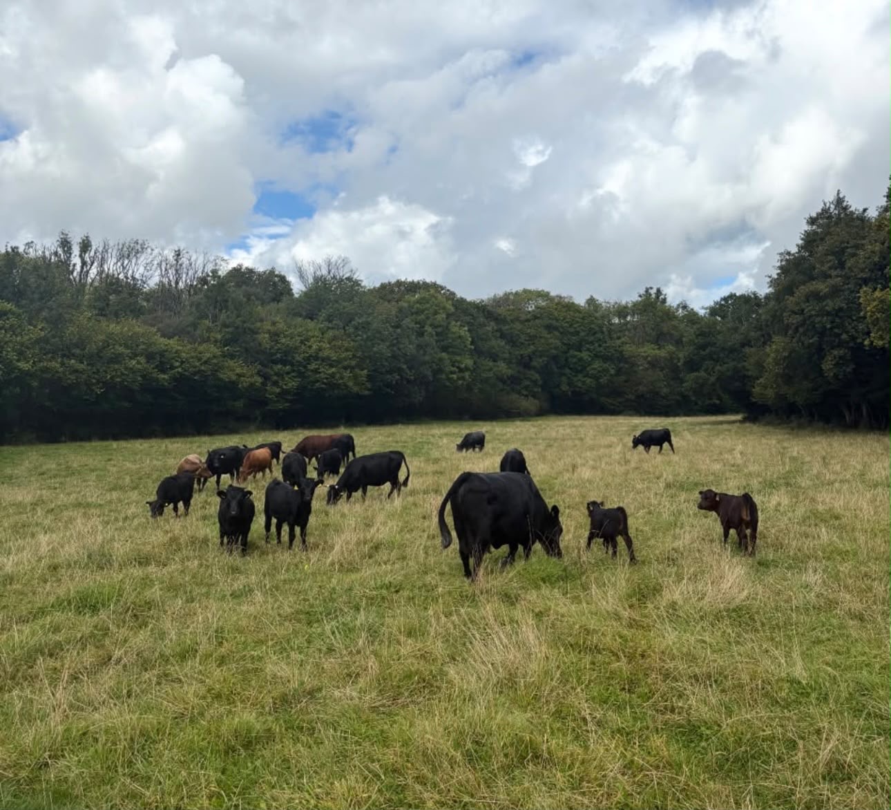 Dexter Cattle — 100% Grass-Fed