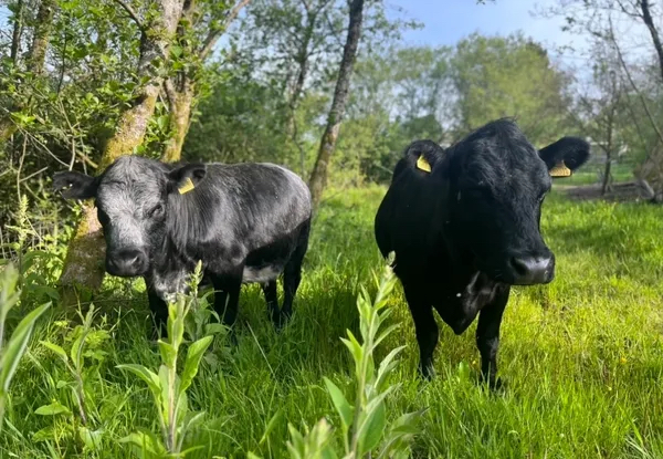 Two young Dexter cattle grazing lush grass on Pen-Y-Waun Farm