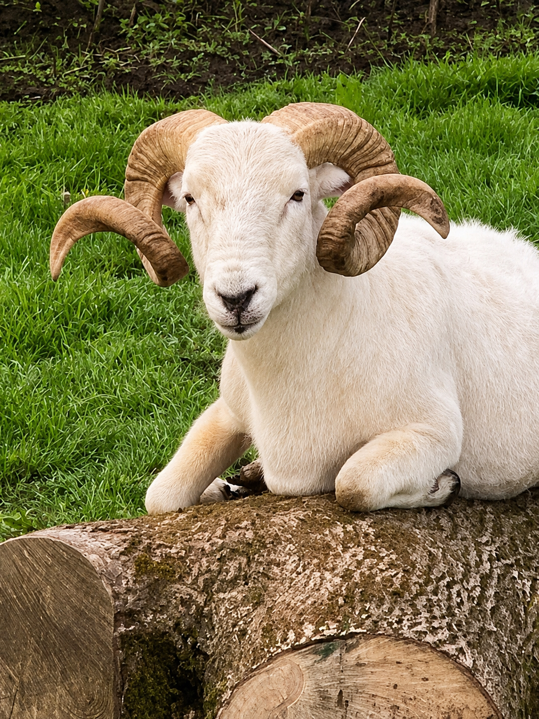 Wiltshire Horn Sheep