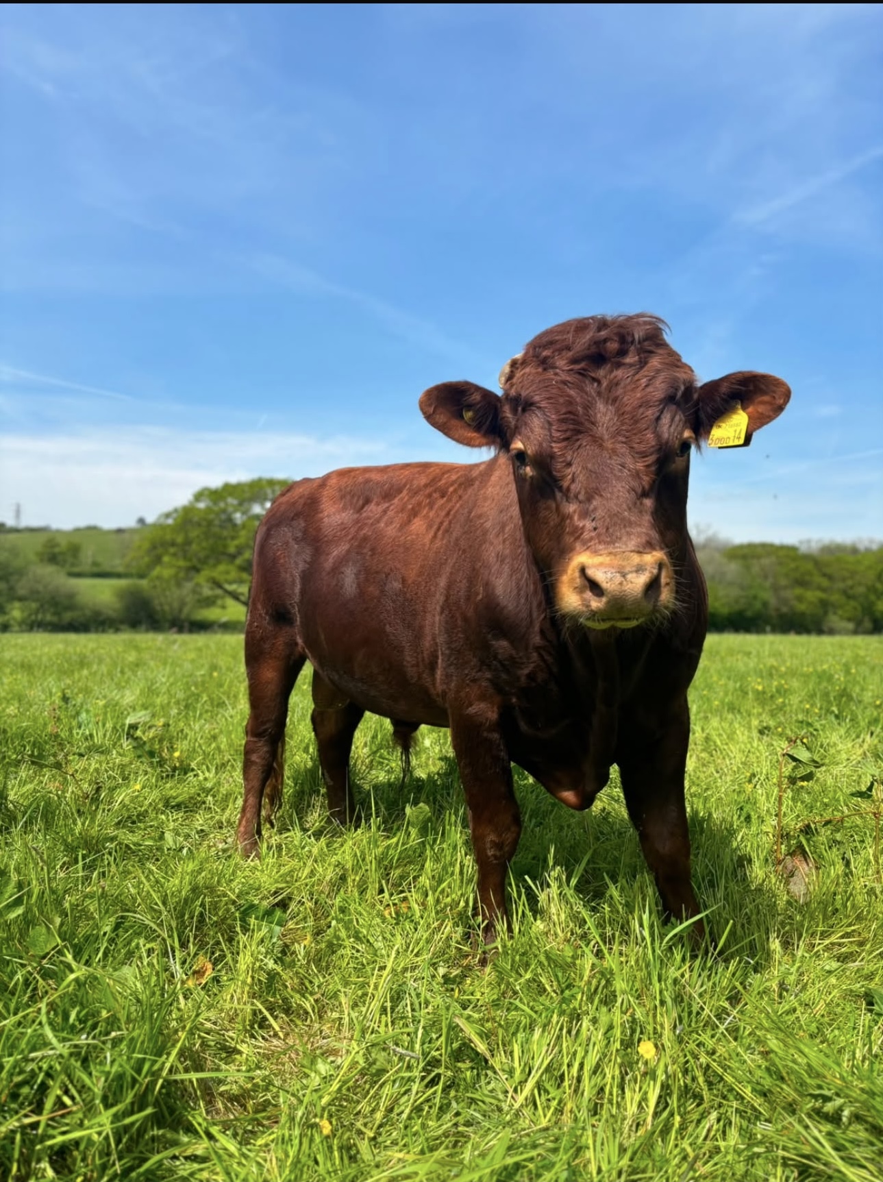 Dexter cow