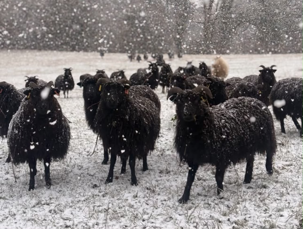 Hebridean sheep
