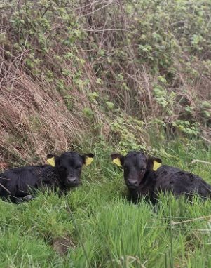 Dexter cow
